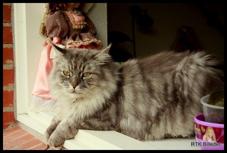 Maine Coon Will Turner billede 7