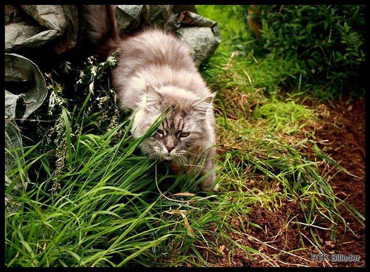 Maine Coon Will Turner billede 8