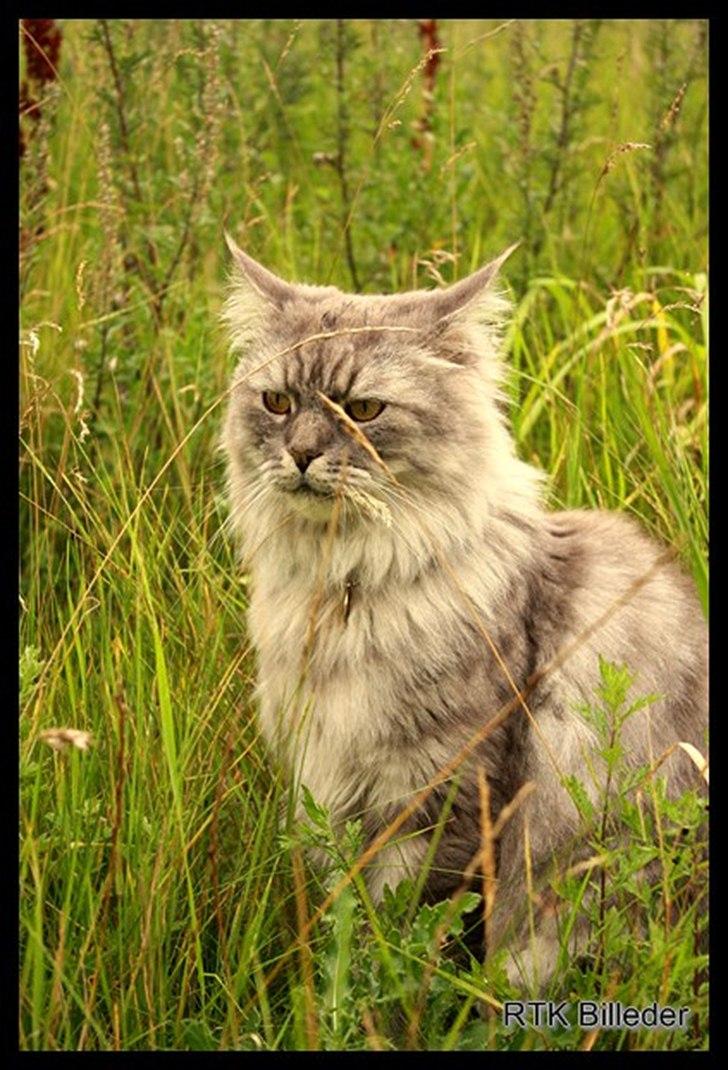 Maine Coon Will Turner billede 9