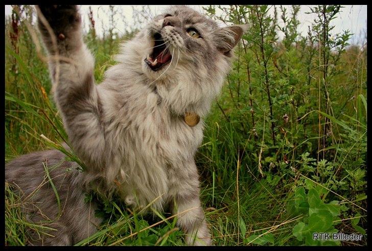 Maine Coon Will Turner billede 1