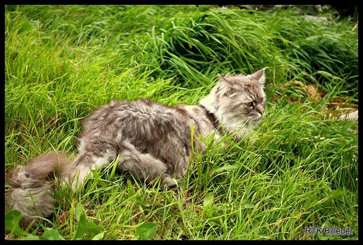 Maine Coon Will Turner billede 11