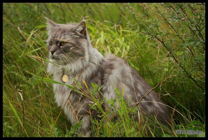Maine Coon Will Turner billede 12