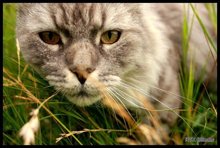 Maine Coon Will Turner billede 13