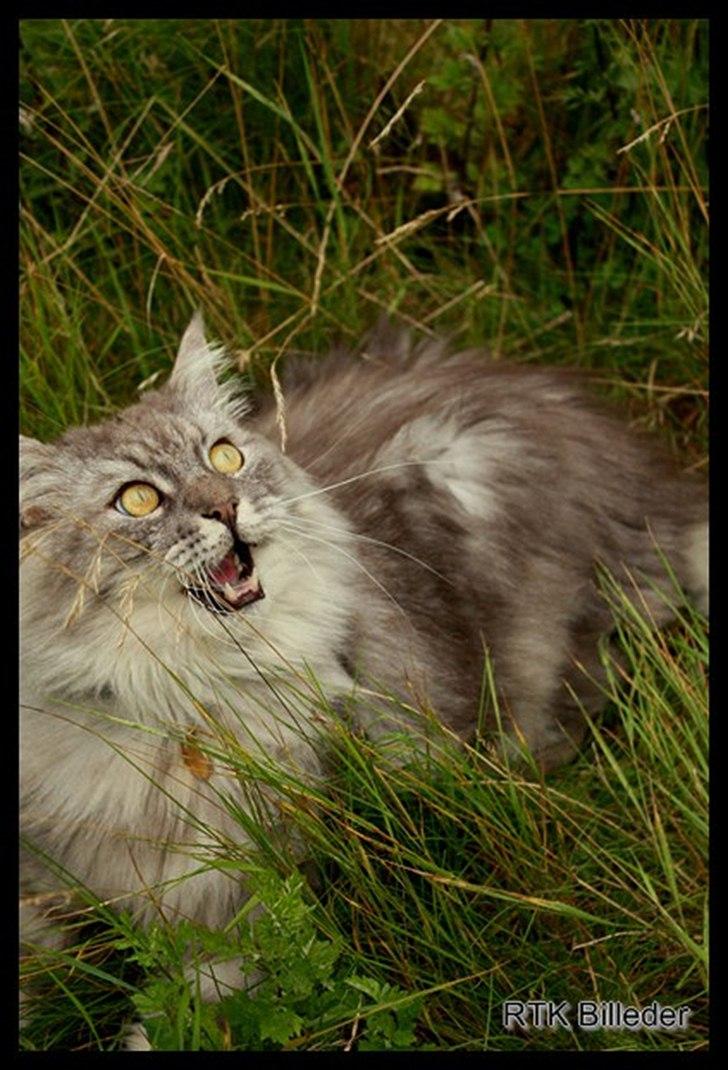 Maine Coon Will Turner billede 14