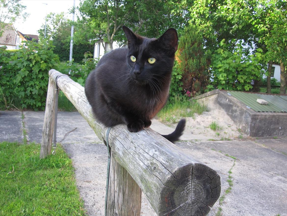 Huskat Bølle - Bølle på western-bummen / hans ynglings kradsetræ! :P billede 6
