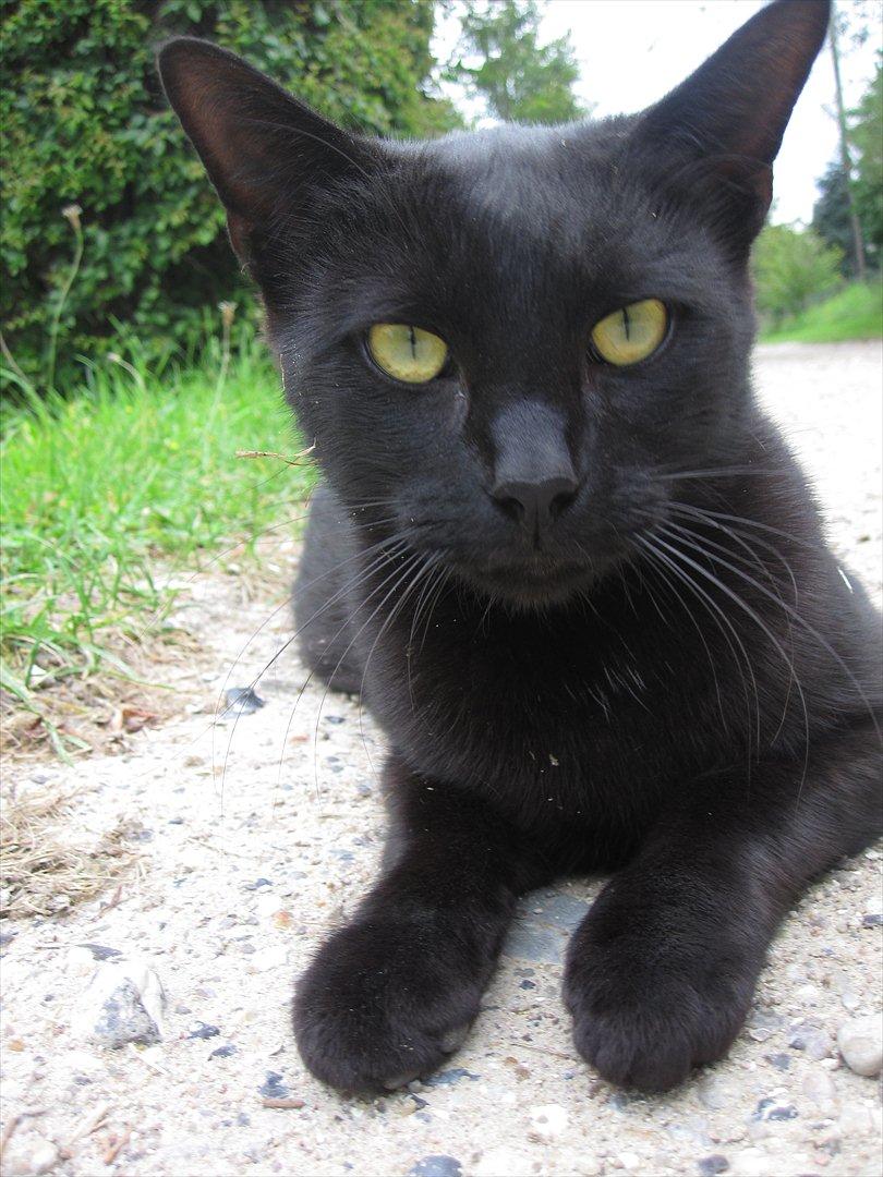 Huskat Bølle - B Ø L L E <3 billede 7