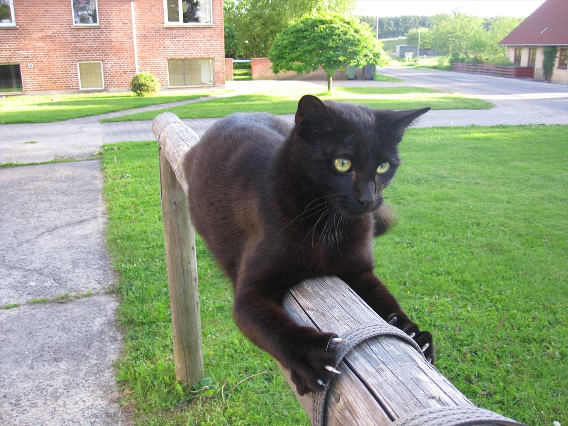 Huskat Bølle - Bølle's ynglings kradsetræ :) billede 15