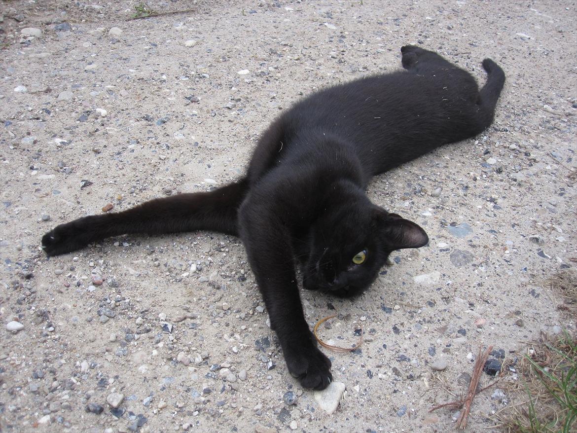 Huskat Bølle - arhh... støvbad! :P billede 14