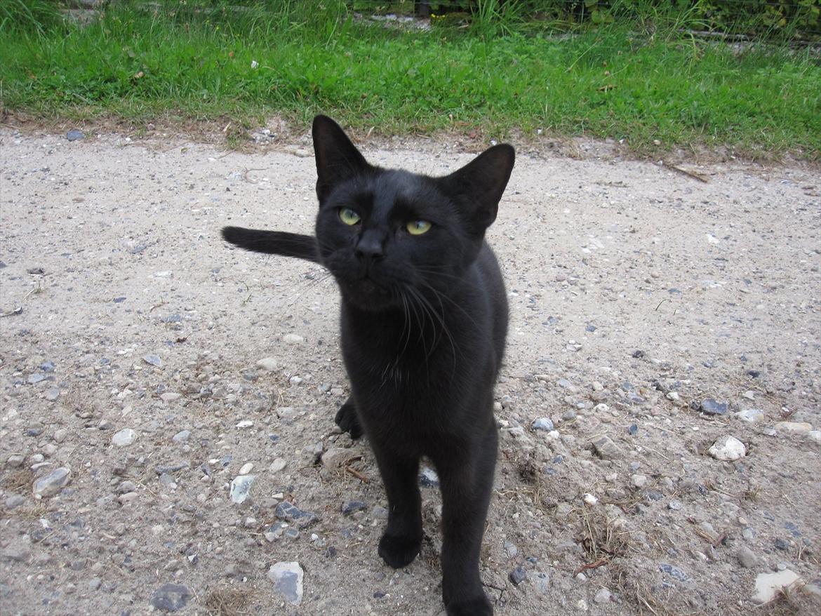 Huskat Bølle - Bølle skruer charmen på! :D billede 2