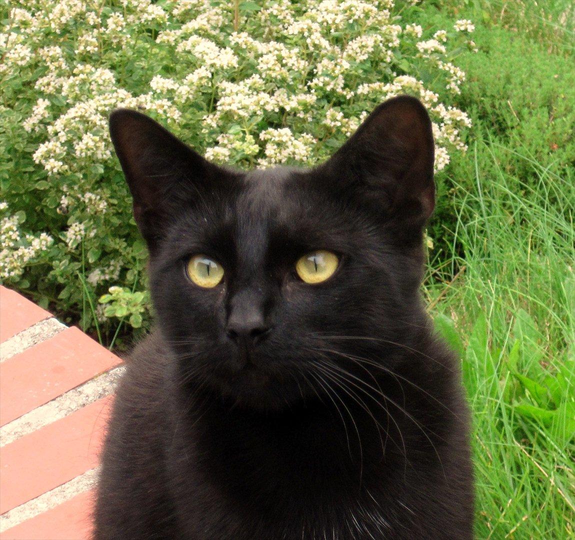 Huskat Bølle - Bølle :D billede 13