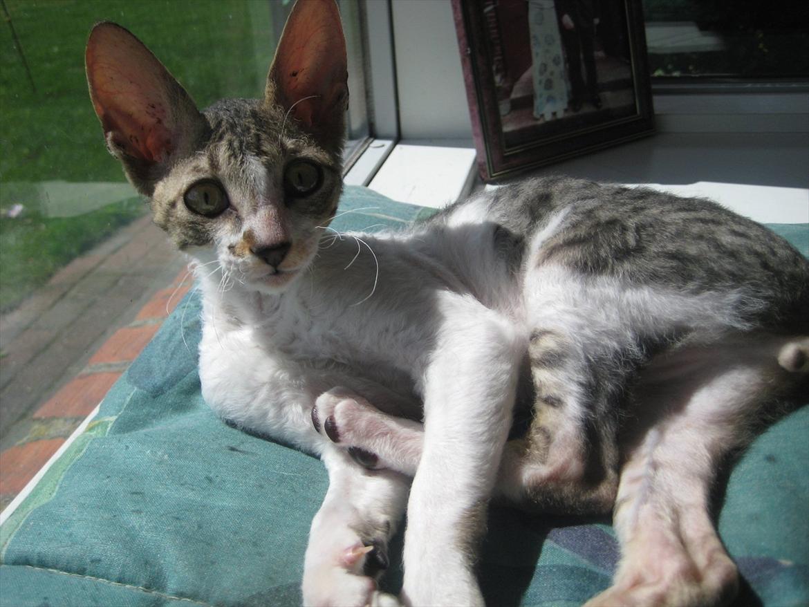 Cornish Rex Rasmus billede 1