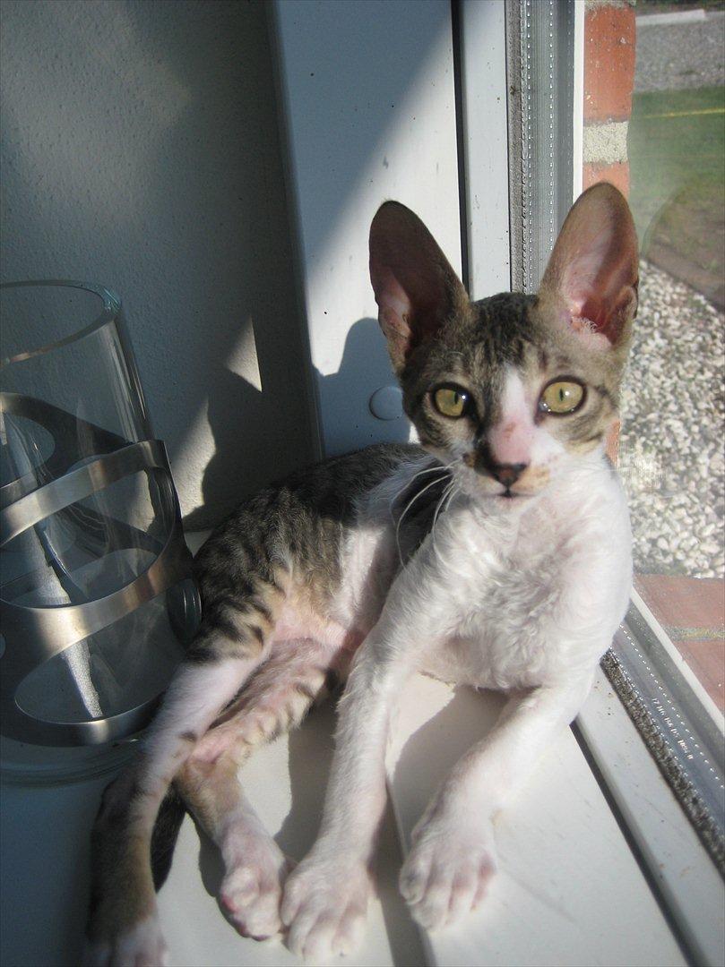 Cornish Rex Rasmus billede 2