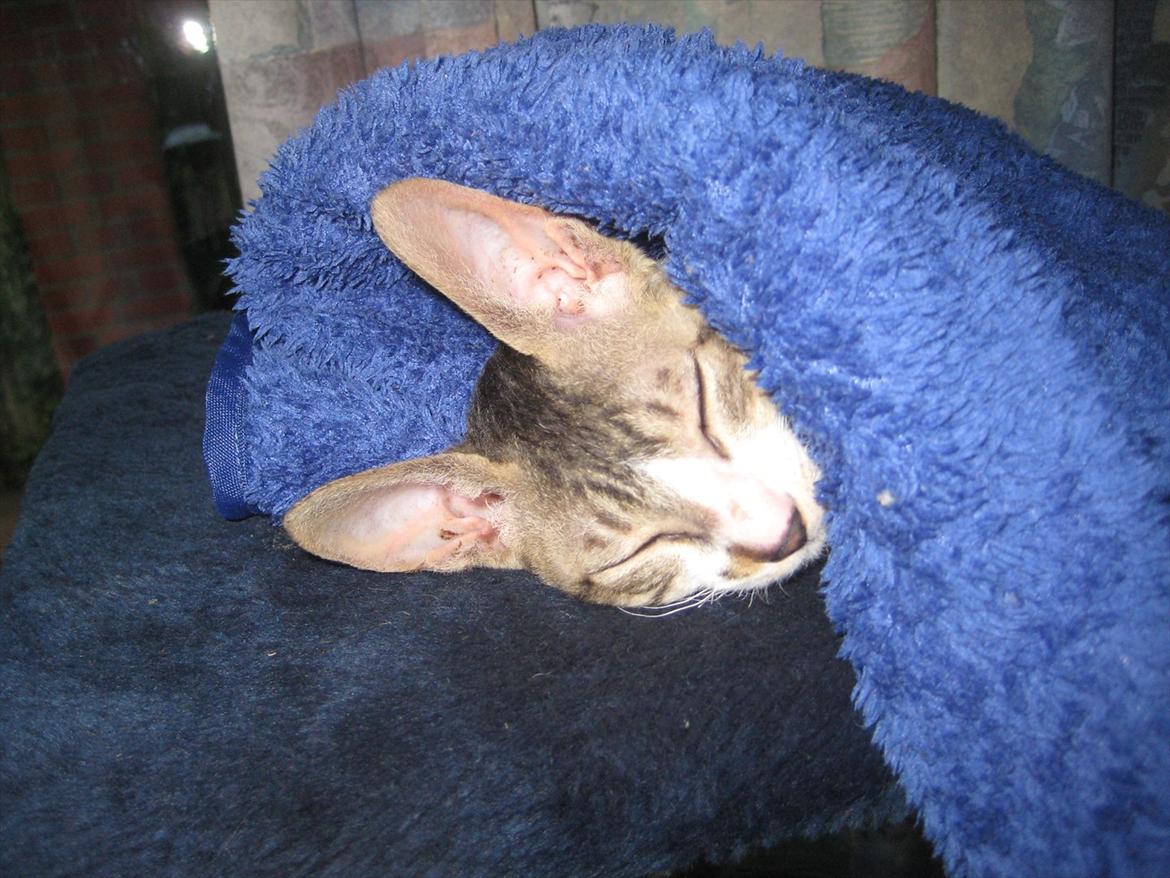 Cornish Rex Rasmus billede 3