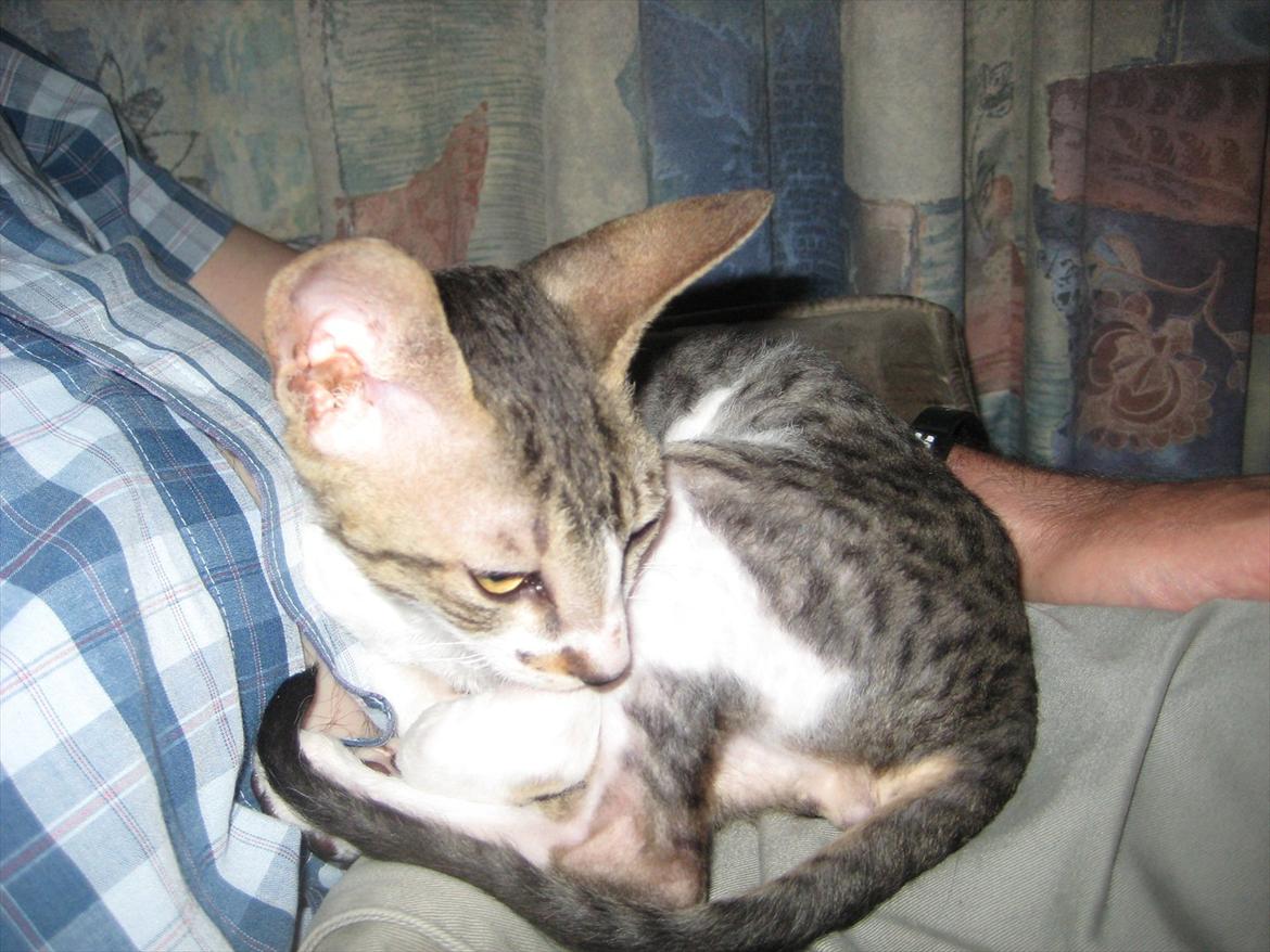 Cornish Rex Rasmus billede 4