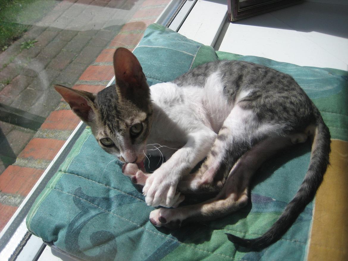 Cornish Rex Rasmus billede 5