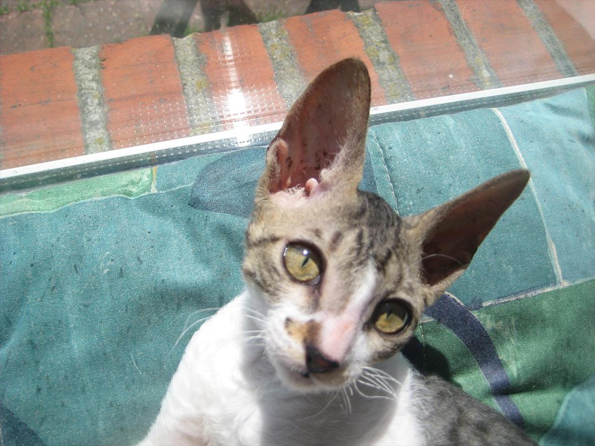 Cornish Rex Rasmus billede 6