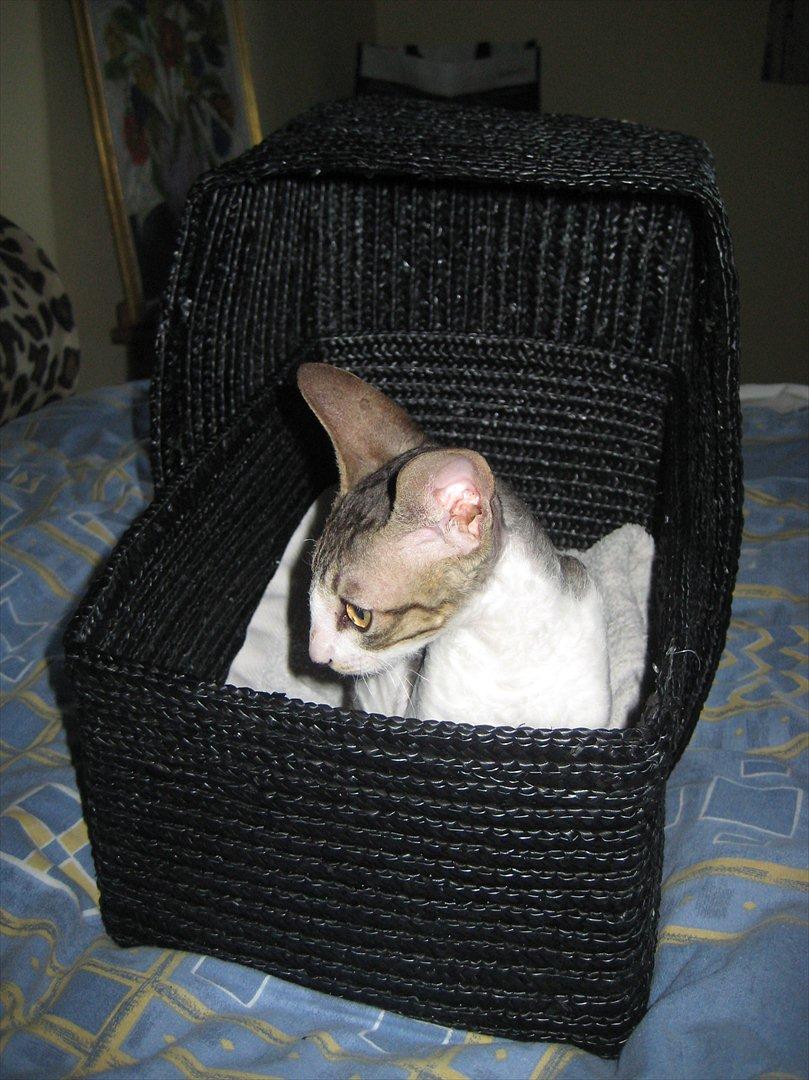 Cornish Rex Rasmus billede 7