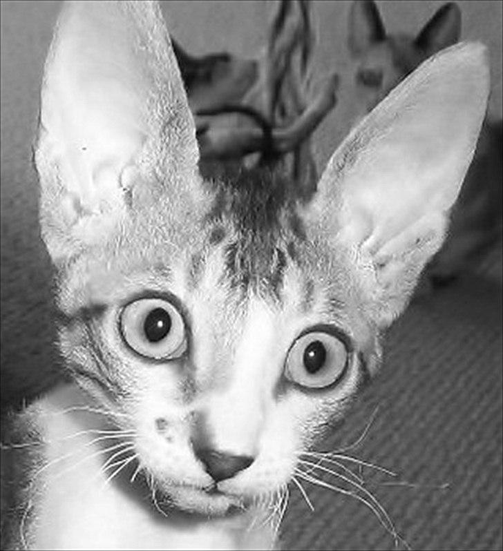 Cornish Rex Rasmus billede 8