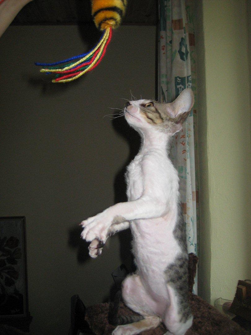 Cornish Rex Rasmus billede 9