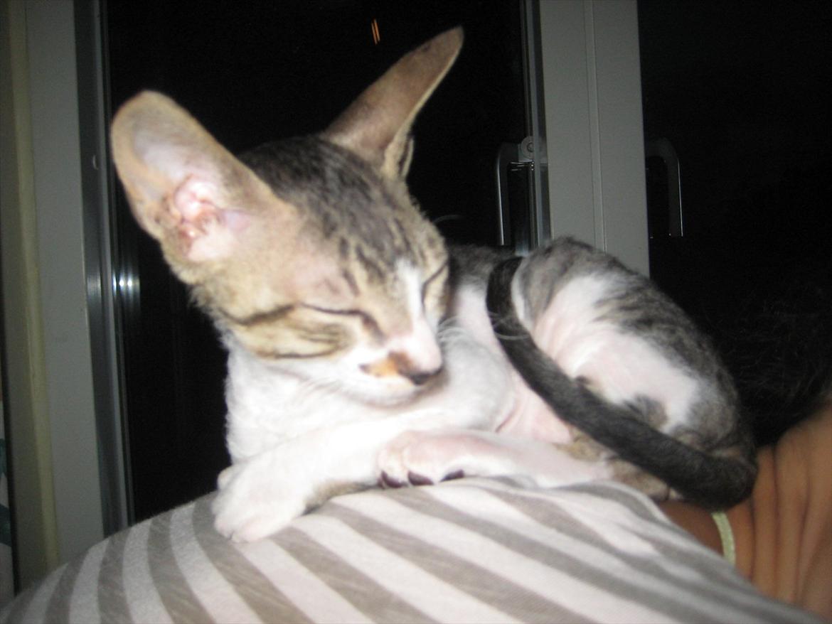 Cornish Rex Rasmus billede 10