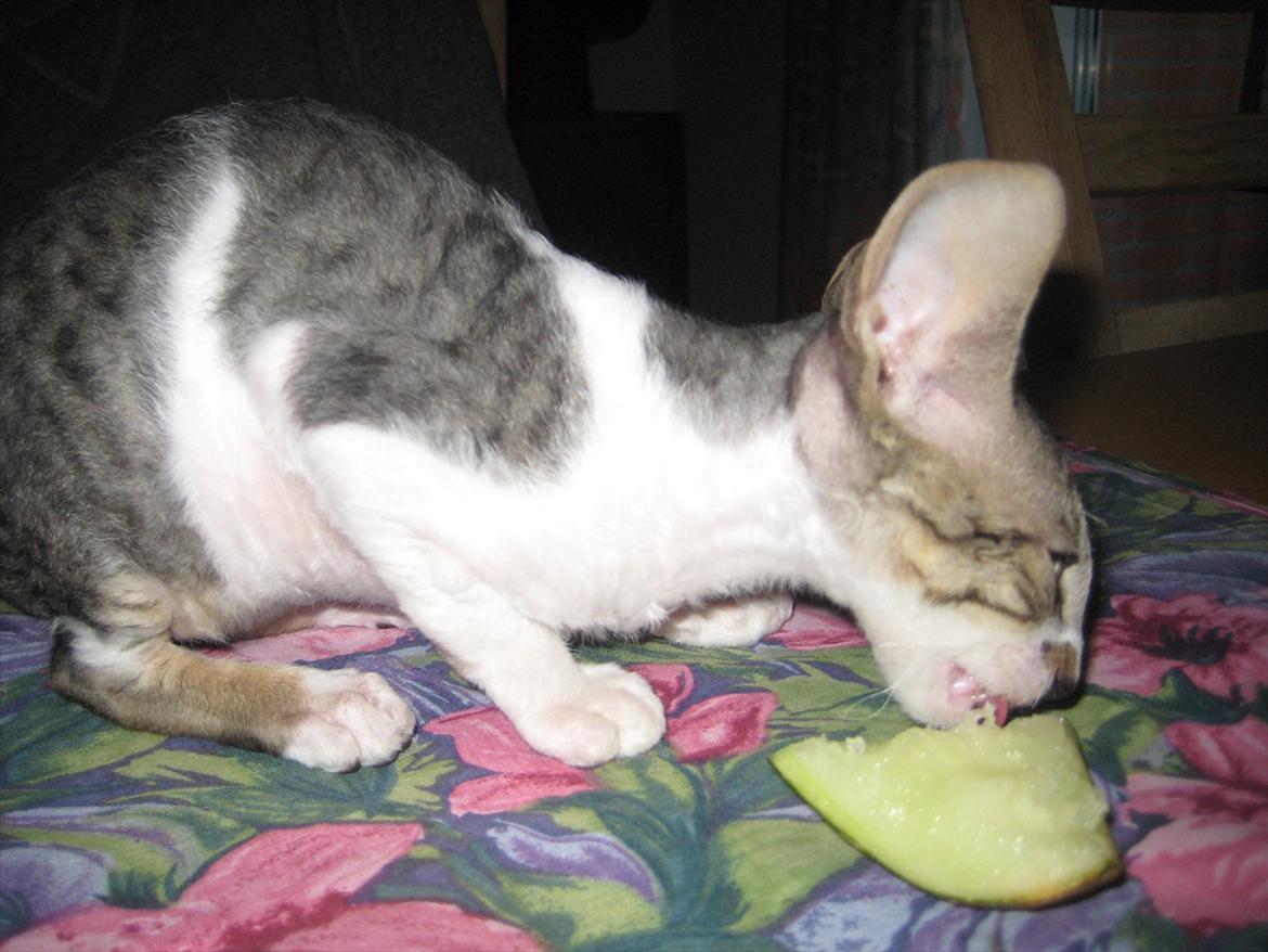 Cornish Rex Rasmus billede 11