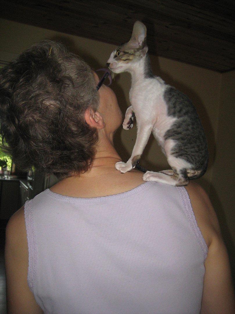 Cornish Rex Rasmus billede 12