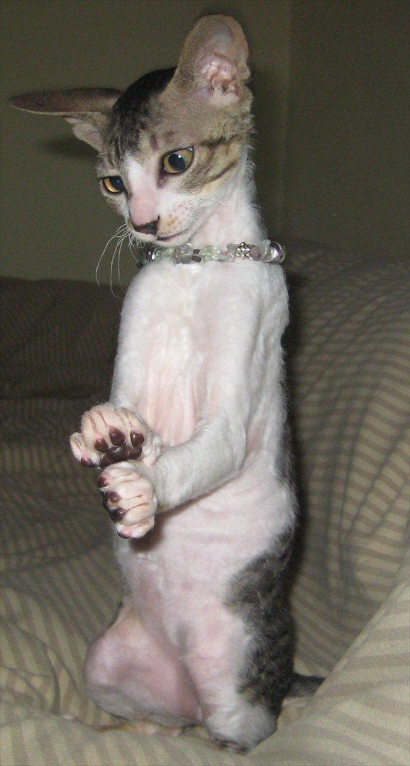 Cornish Rex Rasmus billede 13