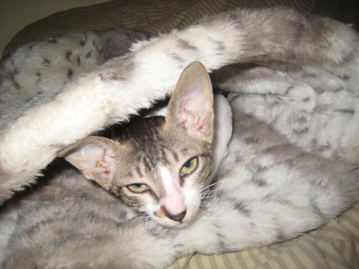 Cornish Rex Rasmus billede 14