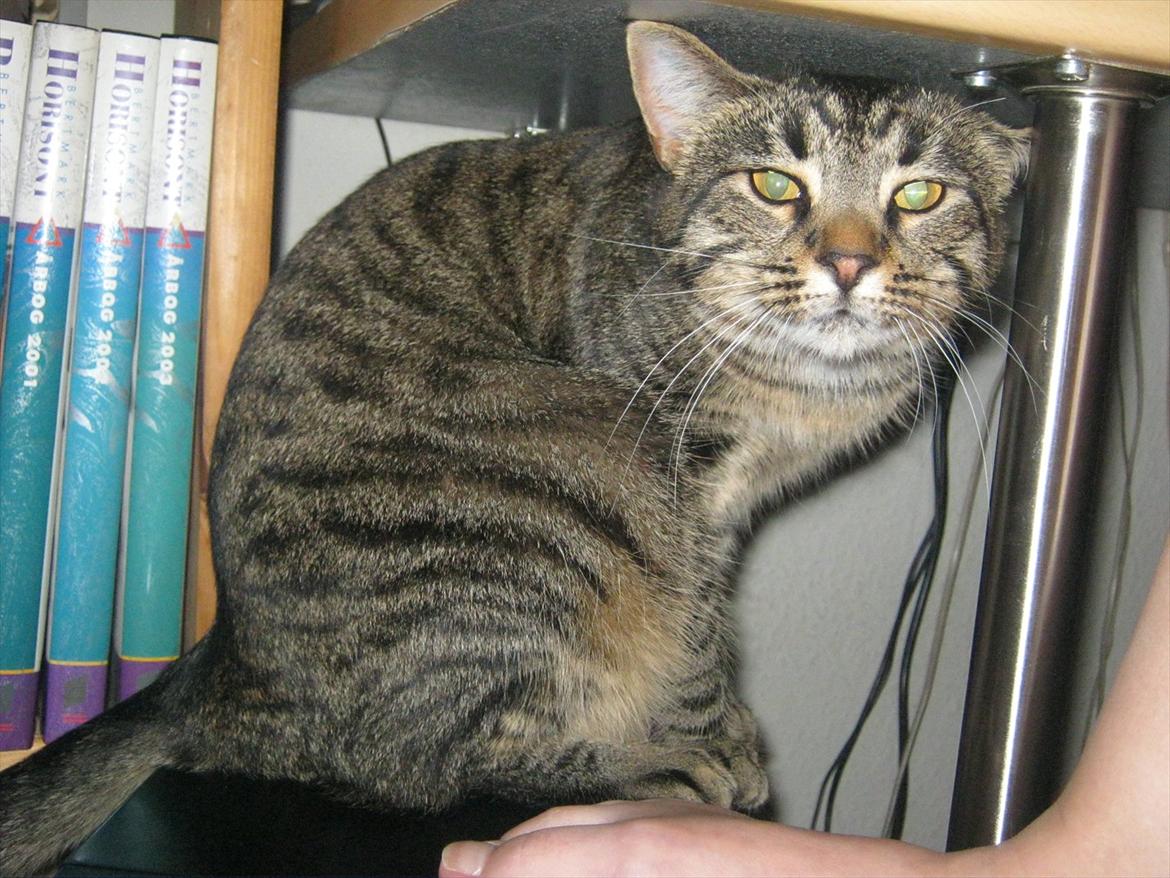 Huskat Frida  - Frida der er lidt forstor til at side på Pc'en og samtidig være under bordet Heeh :D billede 12