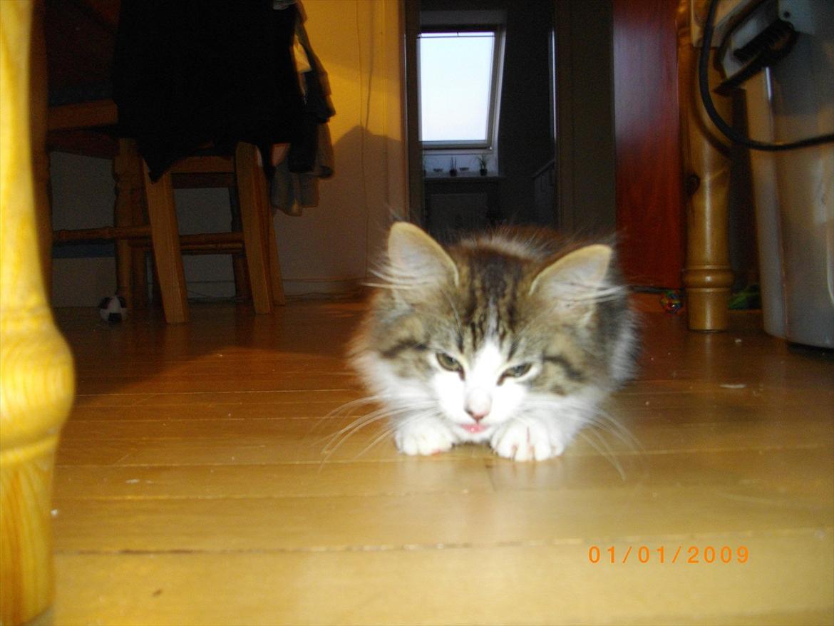 Blanding af racer Guldhop  billede 1