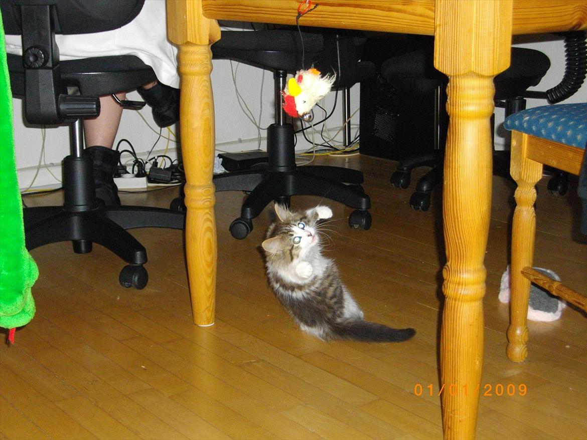 Blanding af racer Guldhop  billede 2