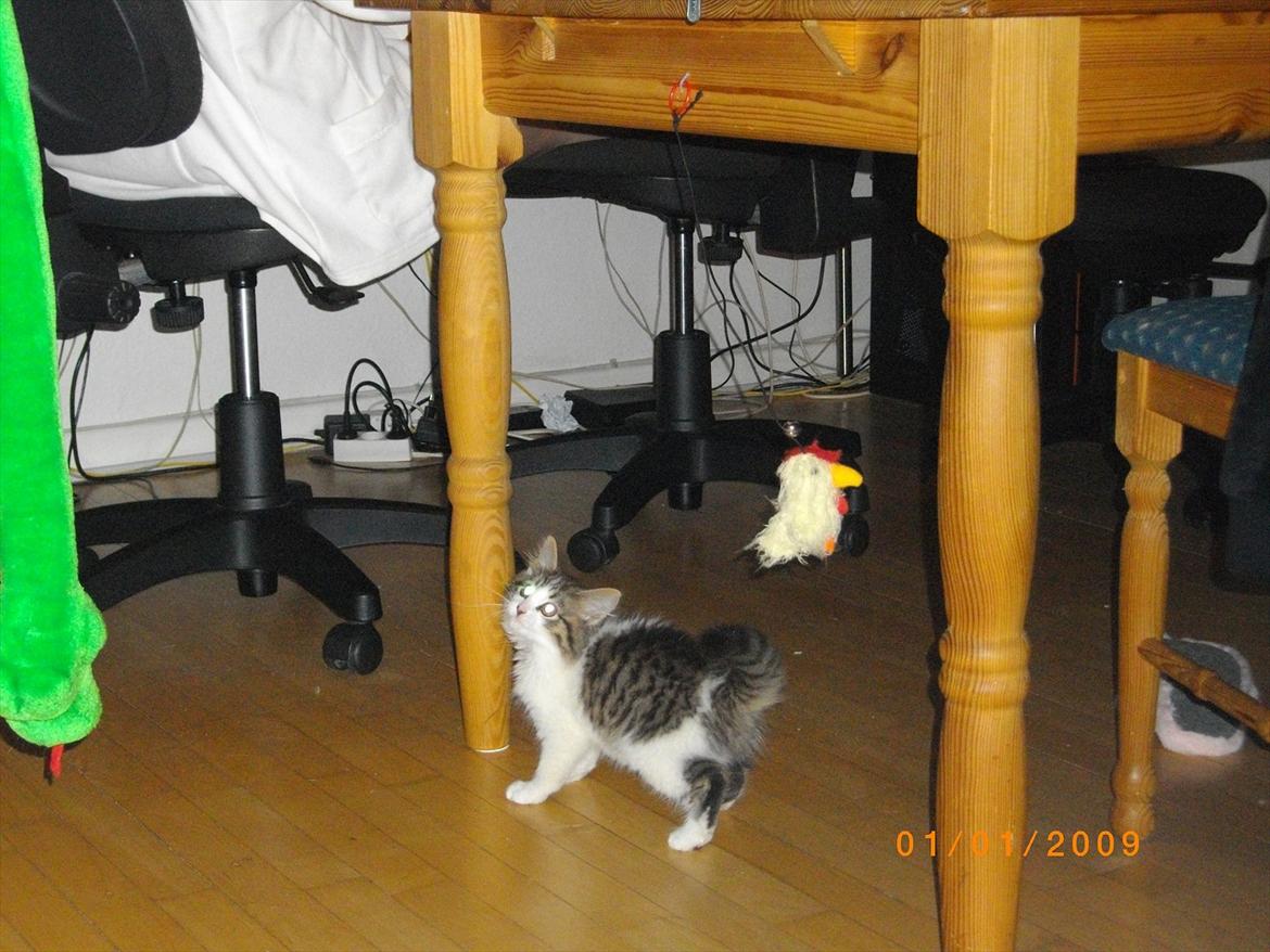 Blanding af racer Guldhop  billede 3