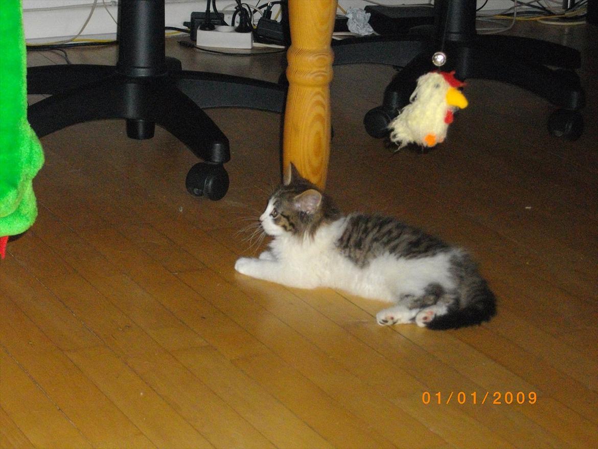 Blanding af racer Guldhop  billede 4