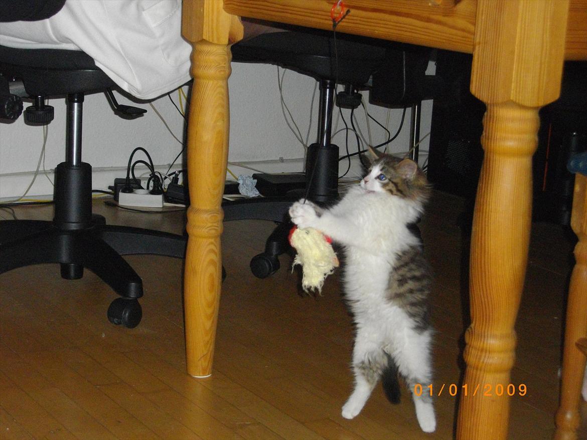 Blanding af racer Guldhop  billede 5