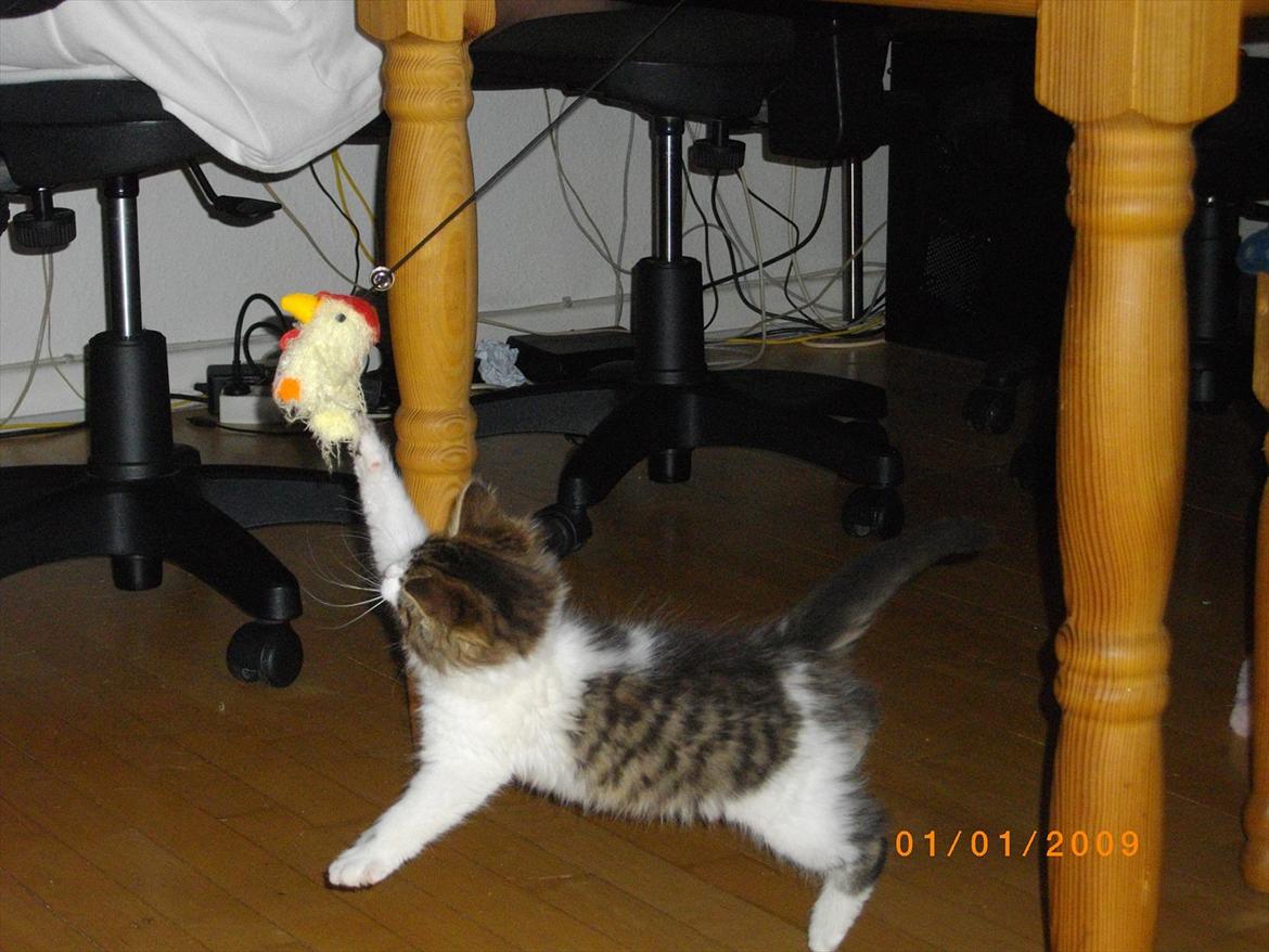 Blanding af racer Guldhop  billede 6