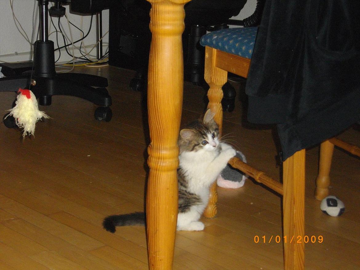 Blanding af racer Guldhop  billede 7