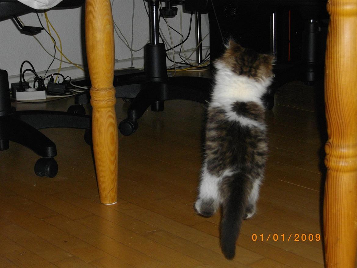 Blanding af racer Guldhop  billede 8