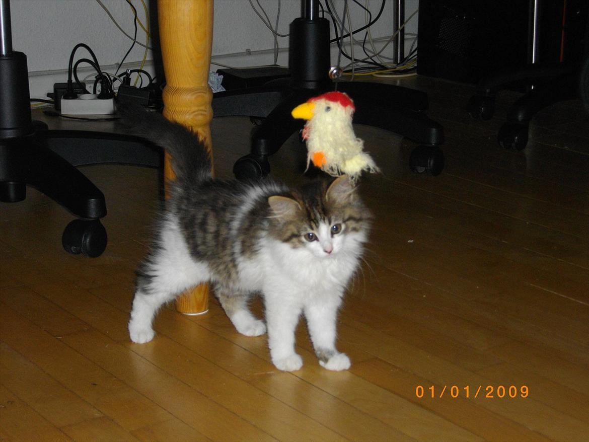 Blanding af racer Guldhop  billede 9