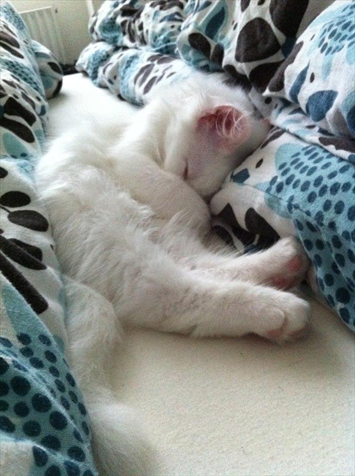 Norsk Skovkat *Avalon* - Dk Theen's Bromus billede 10