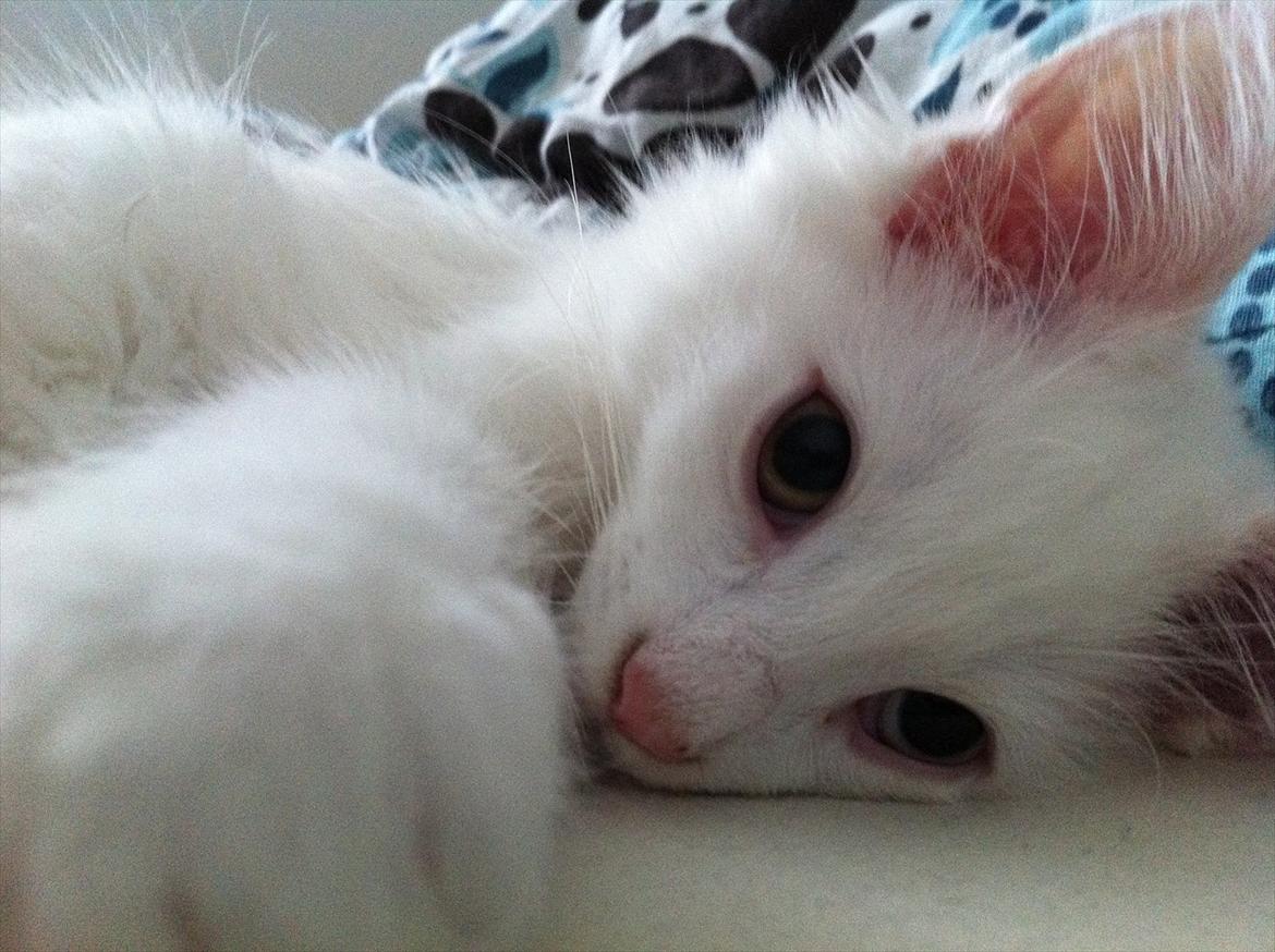 Norsk Skovkat *Avalon* - Dk Theen's Bromus billede 11