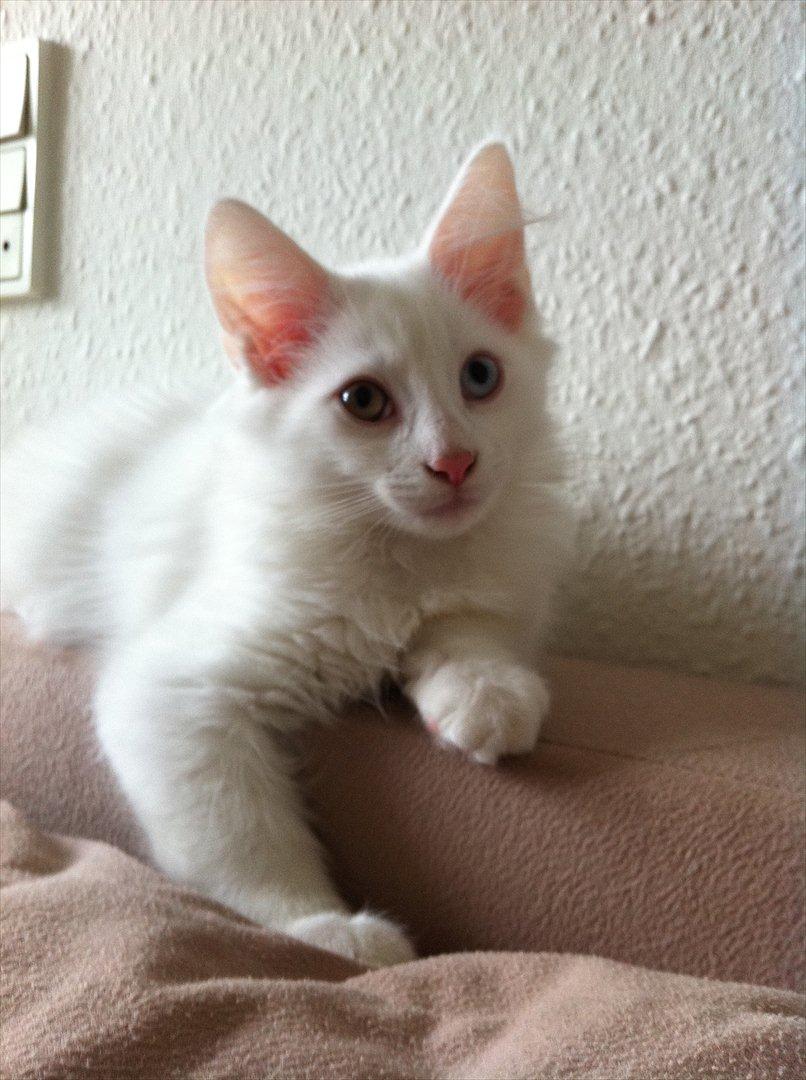 Norsk Skovkat *Avalon* - Dk Theen's Bromus billede 12