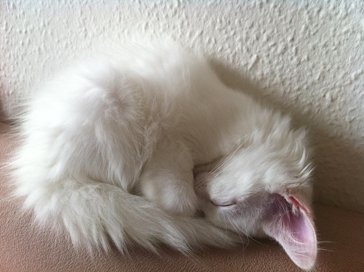 Norsk Skovkat *Avalon* - Dk Theen's Bromus billede 13