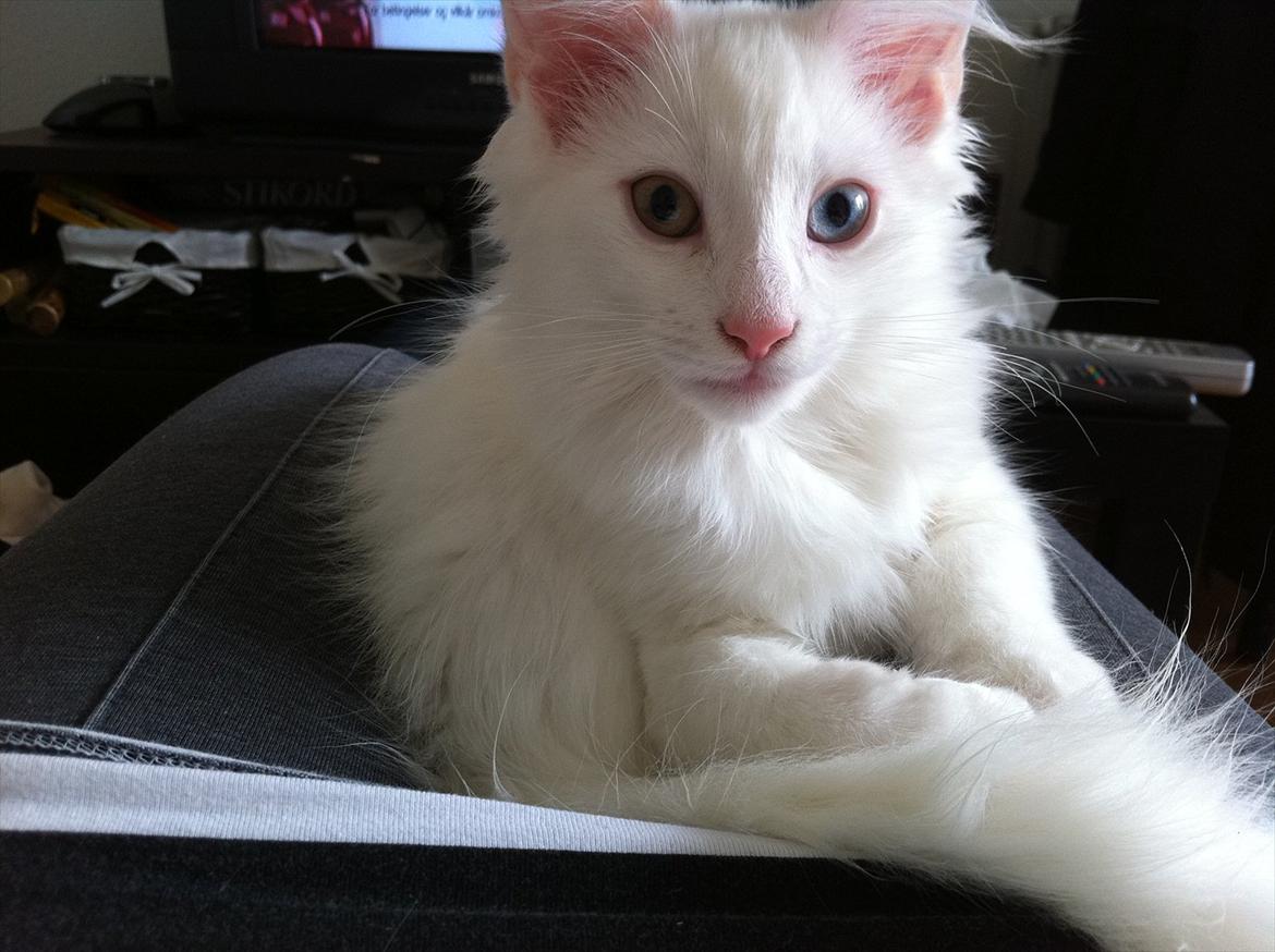 Norsk Skovkat *Avalon* - Dk Theen's Bromus billede 14