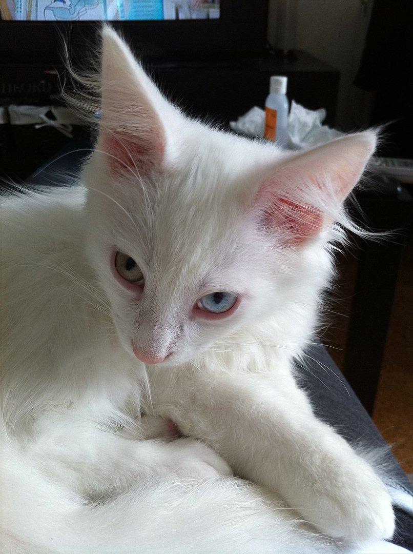 Norsk Skovkat *Avalon* - Dk Theen's Bromus billede 9