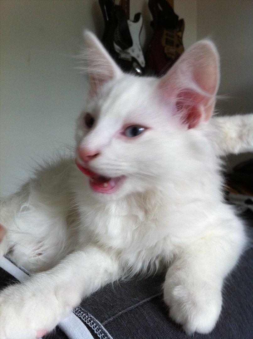 Norsk Skovkat *Avalon* - Dk Theen's Bromus billede 15