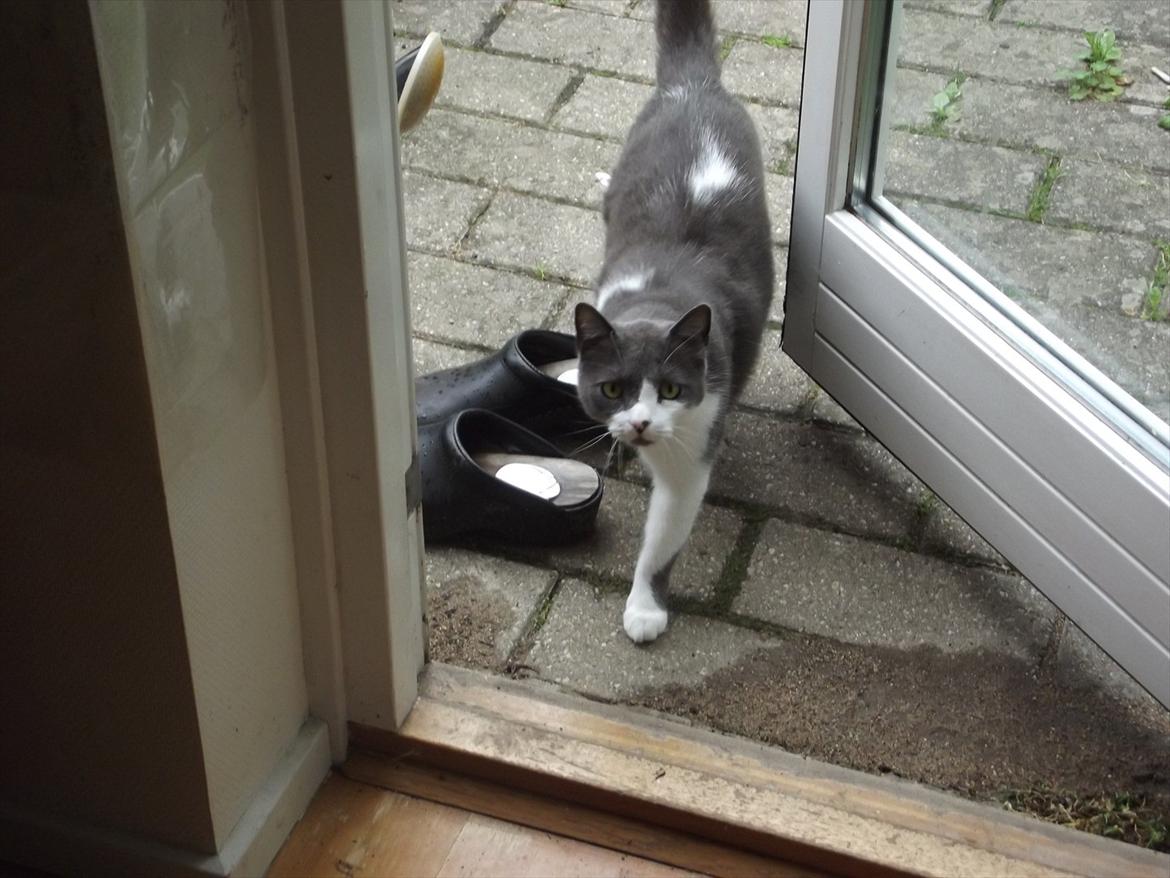 Blanding af racer "Albot" - Halløjsa :-) billede 13