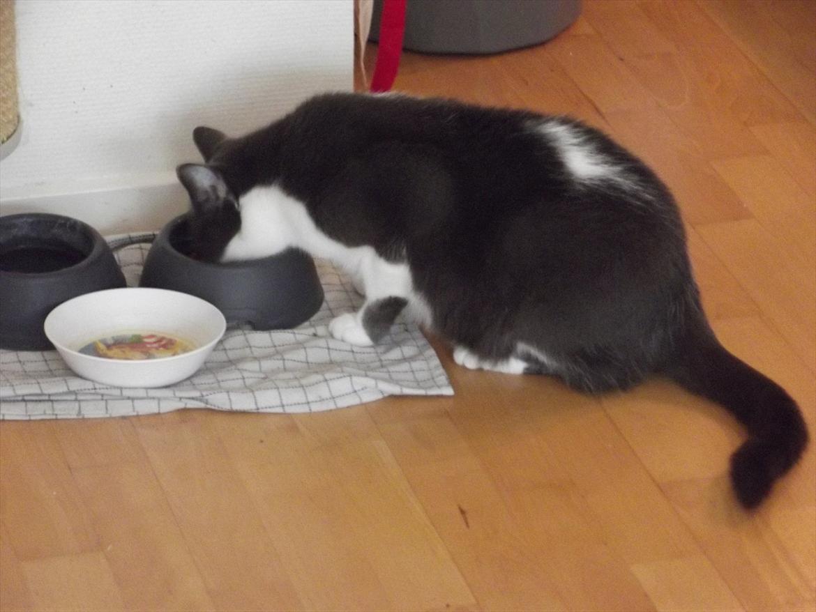 Blanding af racer "Albot" - Mmmm.. Mad! billede 14