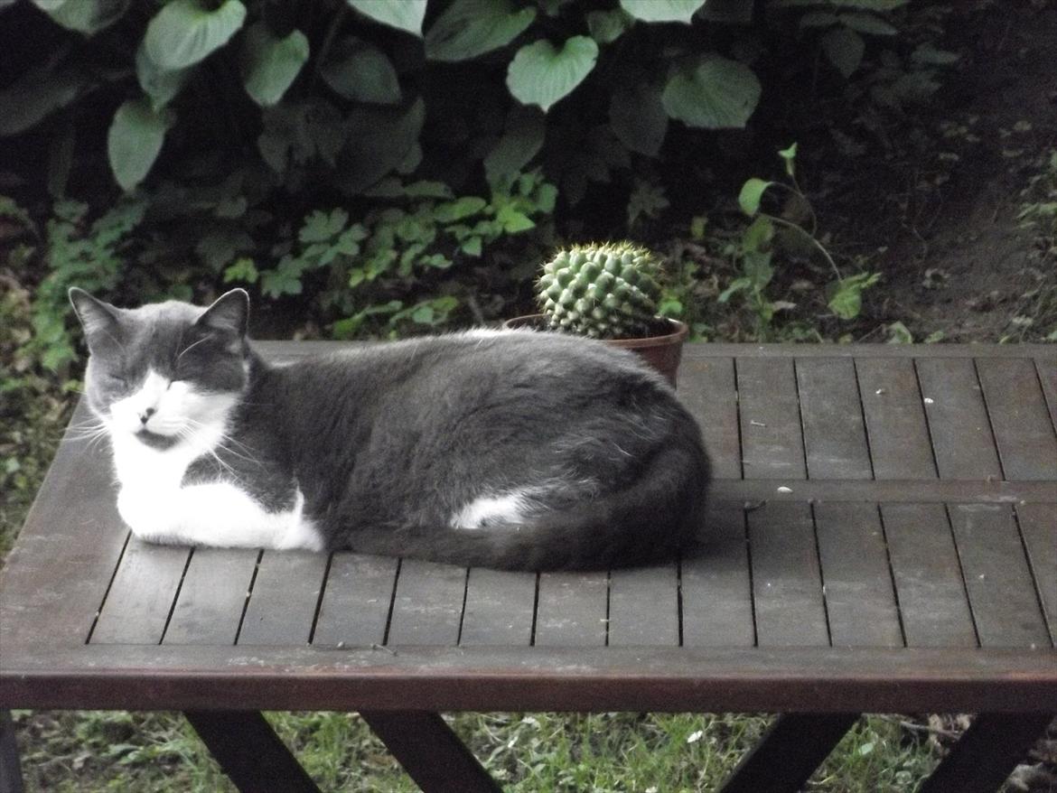 Blanding af racer "Albot" - Her ligger jeg fint og troner ;-) billede 15