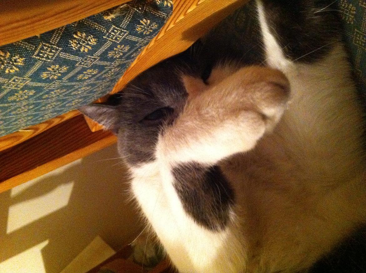 Blanding af racer "Albot" - Skal vi slås!? :) billede 16