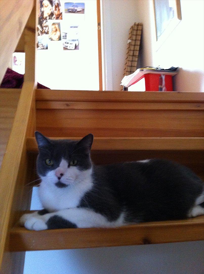 Blanding af racer "Albot" - Det er så hårdt at gå op af trappen, jeg må ha en pause.. :) billede 17